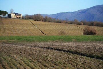 vineyard in autumn