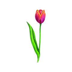 Vector watercolor tulip isolated on white background.