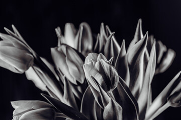 tulips flowers in black and white 