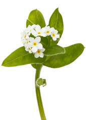 White flowers of Forget-me-not (Myosotis arvensis), isolated on white background