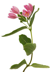 Opening buds of Tatar honeysuckle, isolated on white background