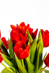 red tulips, flower background