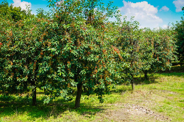 Fototapeta na wymiar Ripe cherries on trees in cherry orchard
