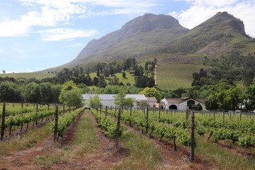 Fototapeta na wymiar Scenic Cape Wine Lands, Stellenbosch, South Africa