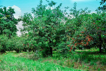 Ripe cherries on trees in cherry orchard