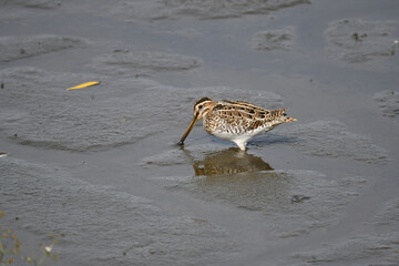 Bekassine am Ulmener Weiher