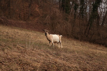 white sheep in the field  nature autunn