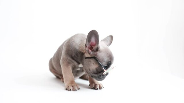 funny  French bulldog puppy in sunglasses on a white background. Funny puppy in sunglasses looks at the camera, cute funny pet