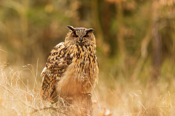 male Eurasian eagle-owl (Bubo bubo) sitting in dry grass with a forest background