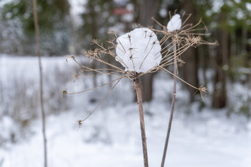 winter grass and plants
