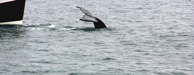 Fototapeta premium baleine devant le bateau
