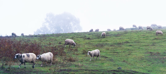 Obraz premium sheep grazing and loose in the fields and meadows of the Canary Islands natural landscape with fog and cold and rainy weather with green pastures and beautiful colors of native vegetation