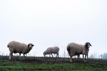 sheep grazing and loose in the fields and meadows of the Canary Islands natural landscape with fog and cold and rainy weather with green pastures and beautiful colors of native vegetation