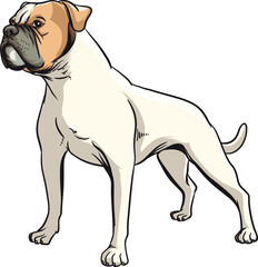 pitbull standing mascot vector ilustration