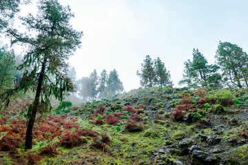 landscape, pine forest of the Canary Islands with humid weather mist rain all green from the recent...