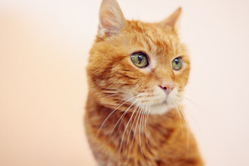 Sleepy old red cat. Selective focus on eyes.