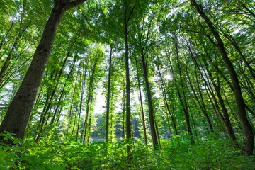 spring forest trees. nature green wood sunlight backgrounds