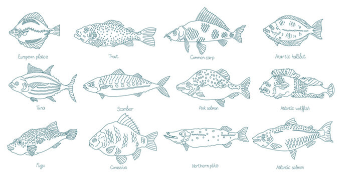 Fish set. Different types. Collection of marine animals. Hand-drawn vector contour line. Open paths. Editable stroke.
