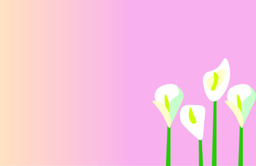 Calla lily flowers on pink color background.