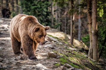 Obraz na płótnie Canvas A brown bear in the forest. Big Brown Bear. Bear walks in the forest