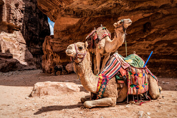 camels in red desert mountains