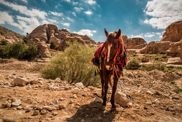 cute horse in rocky desert