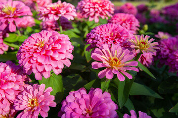 Obraz premium Big closeup beautiful Common zinnia flowers in garden with morning light