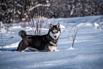 cute mature husky on the snow