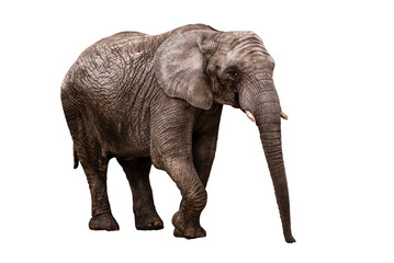 Fototapeta na wymiar life mature elephant on white