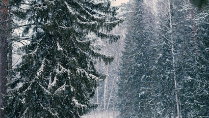 Snow covered trees and branches during a snowfall in a wooded wilderness. Fragment of the northern landscape.