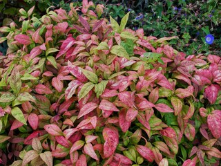 Nandina 