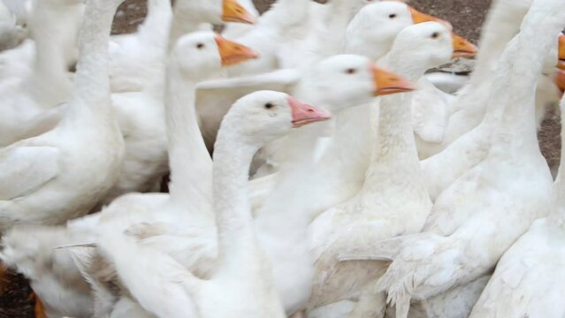White geese run cackling outdoors in an open paddock on a cloudy day. Video with sound.