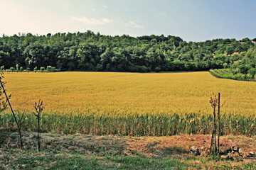 Fototapeta premium vineyard in region country