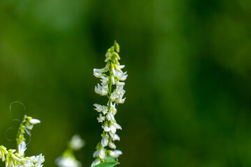 Fototapeta premium grass and plants