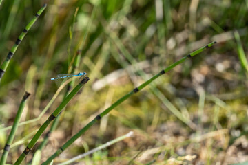 Calopteryx virgo, butterfly dragonfly