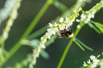 a bee in the grass