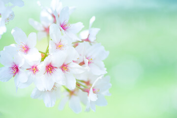 Fototapeta premium グリーンの背景と桜の花