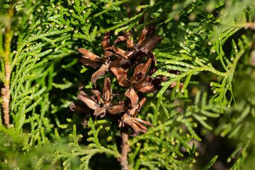 Thuja hedge and choice of desired variety natural coniferous green background
