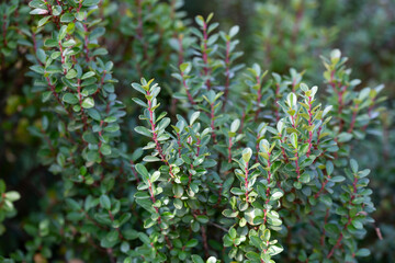 Texture, background of a green, flowering boxwood bush with round leaves close-up. Garden plant Buxus