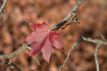 Autumn lonely burgundy maple leaf on a branch, late autumn
