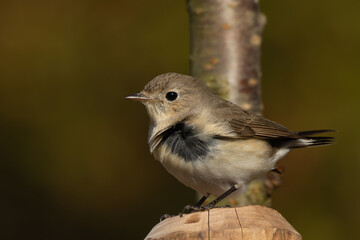 羽根の根元が黒い事が伺えるニシオジロビタキ