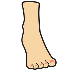 Human foot vector illustration in line filled design
