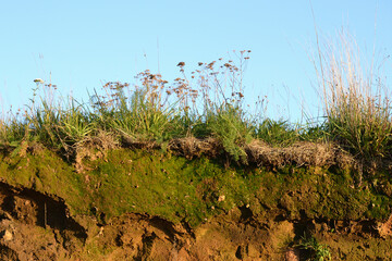 Texture layers of earth. Cross section of green grass and underground soil layers beneath. Natural...