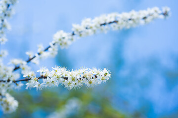 white flowers of blooming sakura branch in spring