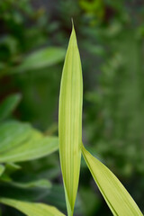 Pygmy Bamboo