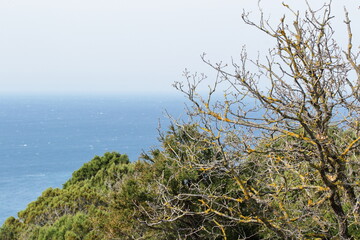 the tree is dry against the background of green pines and the blue sea in a haze