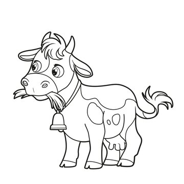 Cute cartoon cow eating hay outlined for coloring book on white background