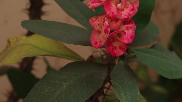 Close up of Christ thrown flower plant with its spikes. Euphorbia Milii plant. Crown of throns plant with its spikes