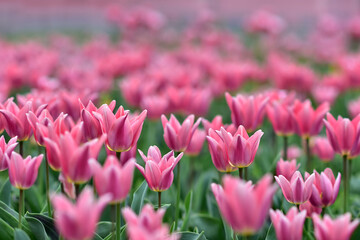 pink tulips. Spring nature background