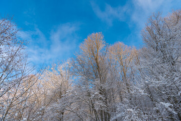 Hoarfrost on trees growing skyward in winter forest on blue sky